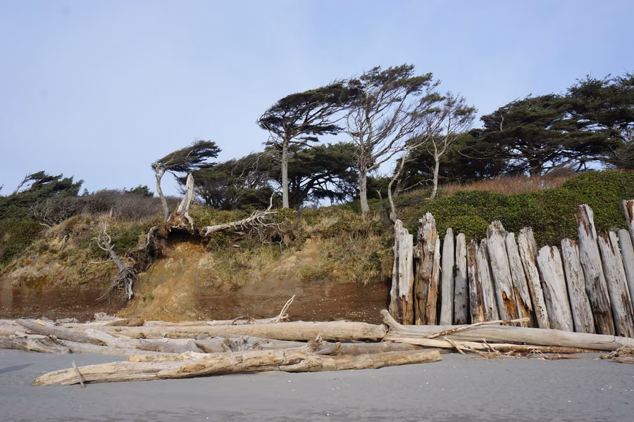 Windswept trees on the eroding sandy bluff above driftwood logs on the beach below Kalaloch Campground