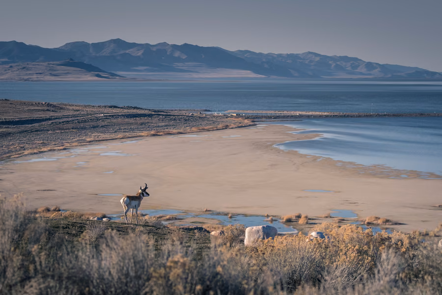 Pronghorn standing on a sagebrush rise above a sandy bay of Great Salt Lake on Antelope Island