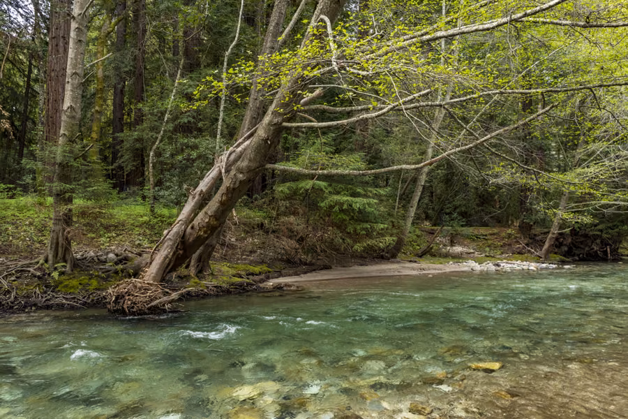 Clear green water of the Big Sur River flowing through forest in Pfeiffer Big Sur State Park