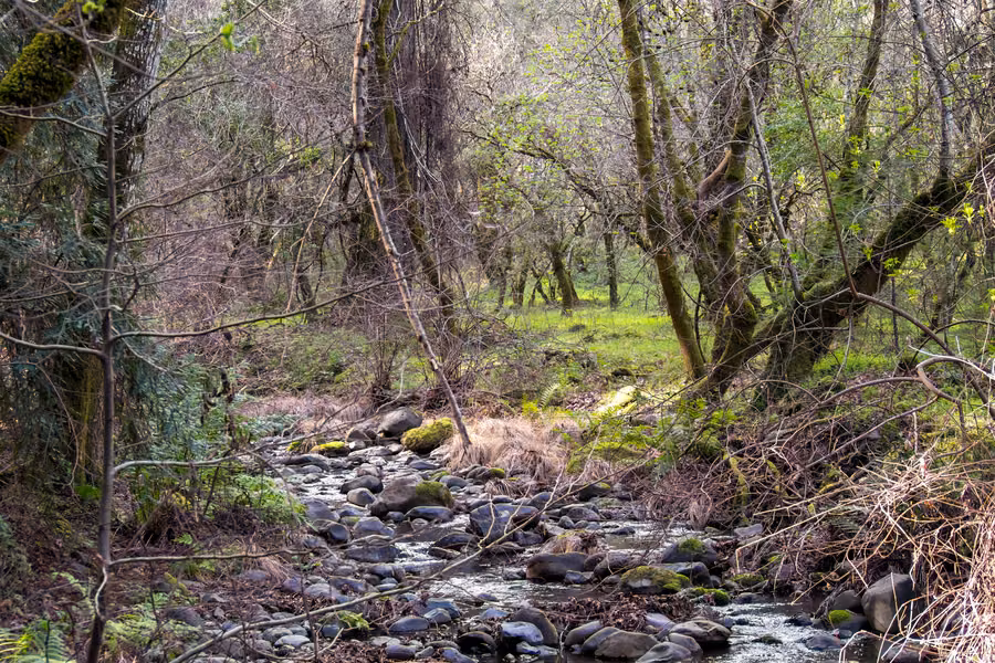 Rocky creek running through mossy oak woodland in Bothe-Napa Valley State Park