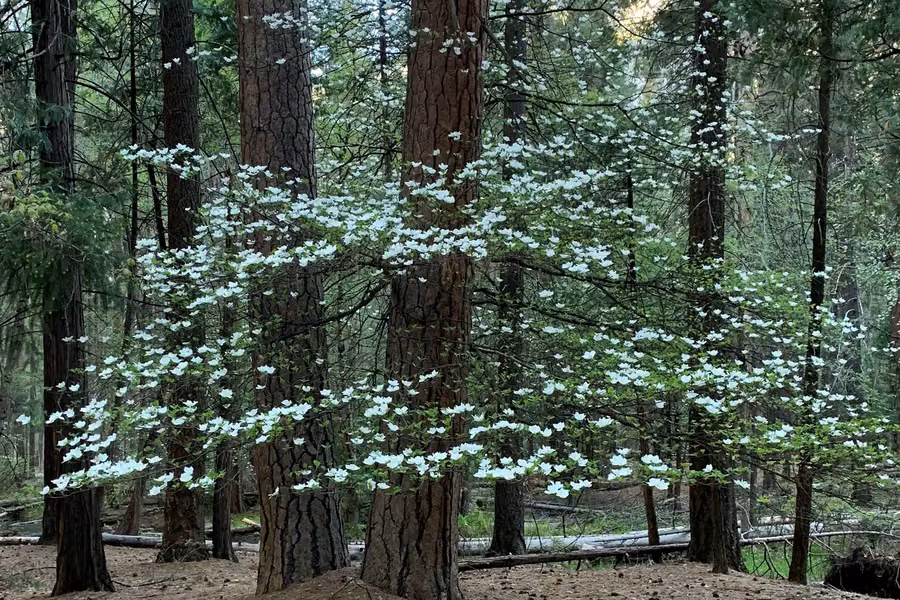 Pacific dogwood in white spring flower among tall pines at Upper Pines Campground in Yosemite Valley