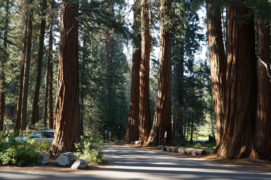 Park road running between giant sequoia trunks in the Giant Forest, Sequoia National Park