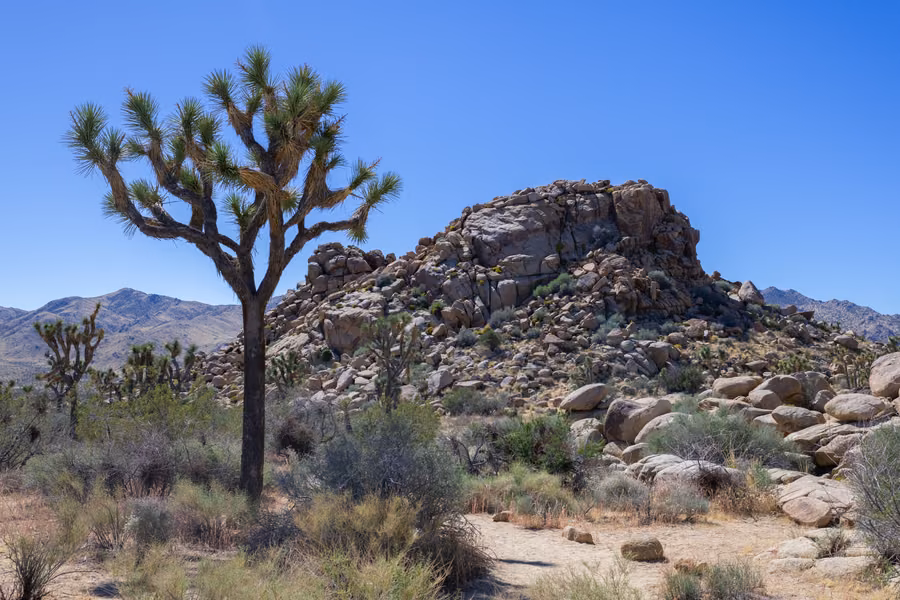 Joshua tree in front of a pile of granite boulders under a clear blue sky in Joshua Tree National Park