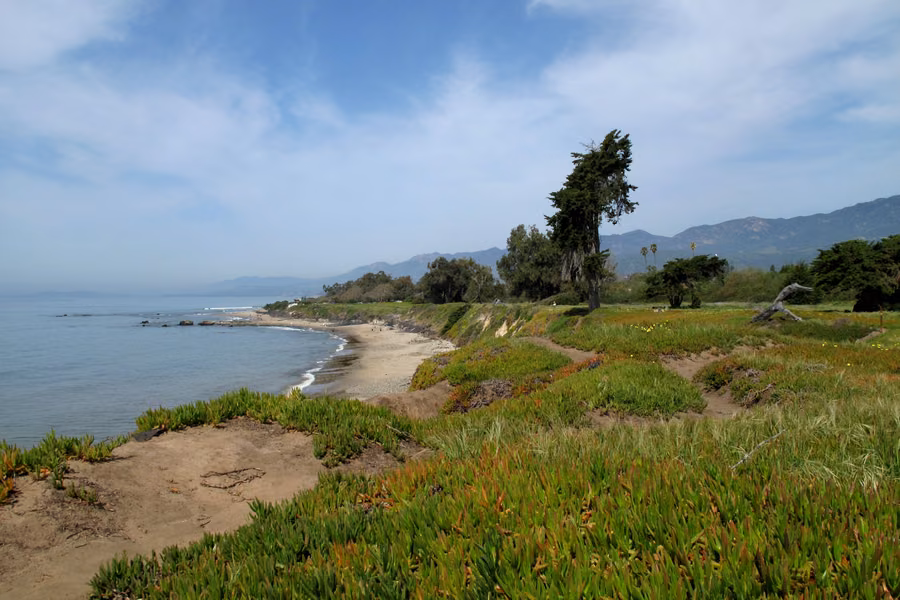 Ice plant and a wind-bent cypress on the bluffs above the beach at Carpinteria, with the Santa Ynez Mountains behind