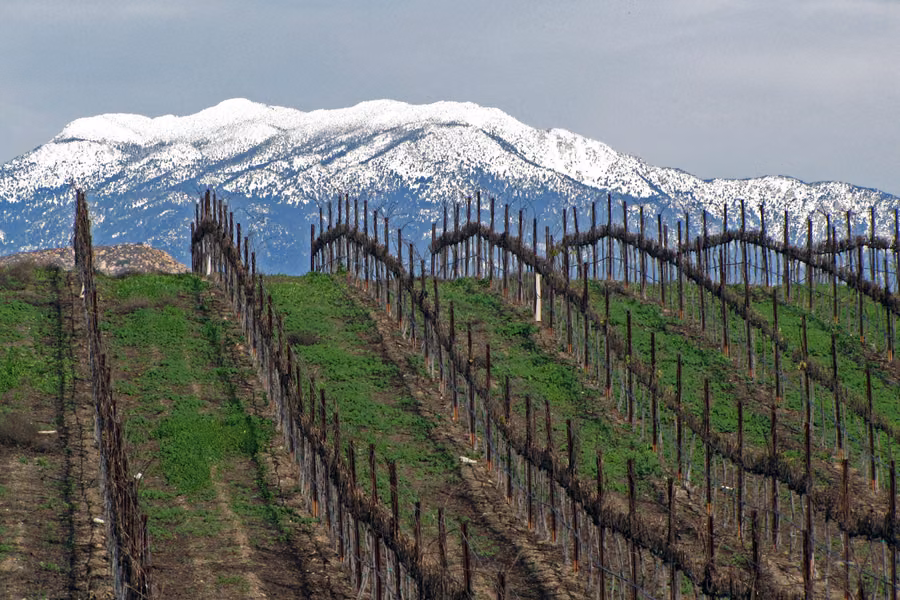Rows of winter-bare grapevines on green slopes below a snow-capped mountain range in Temecula wine country