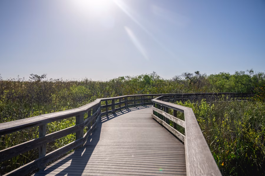 Timber boardwalk curving through sawgrass and shrubs under a bright sky on the Anhinga Trail in Everglades National Park