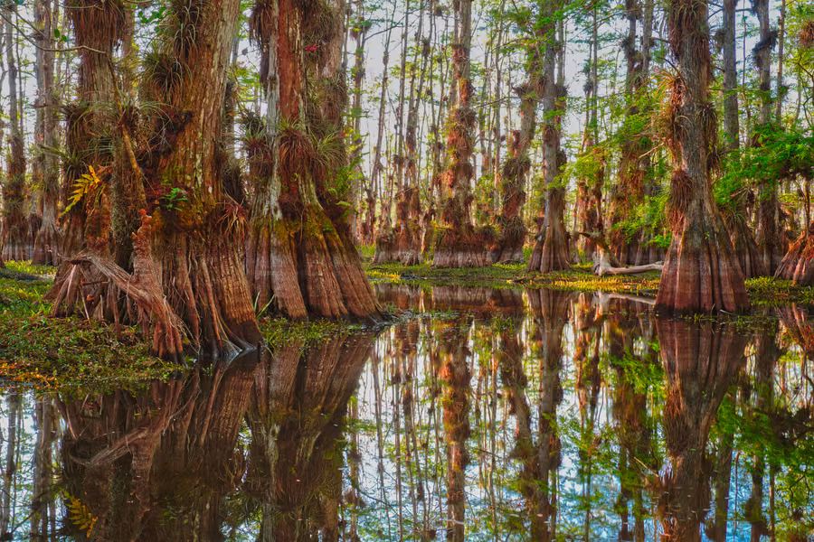 Bald cypress trees draped in air plants reflected in still water at Gator Hook cypress dome in Big Cypress National Preserve