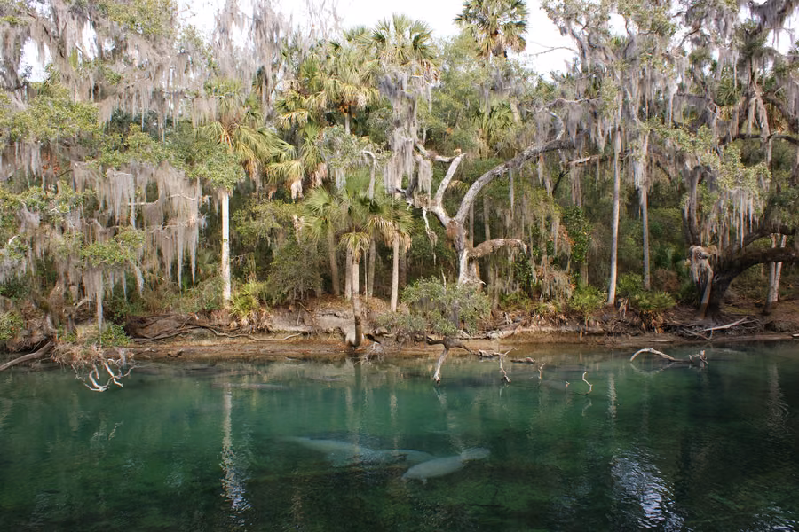 Manatees resting in the clear spring run below palms and moss-draped trees at Blue Spring State Park