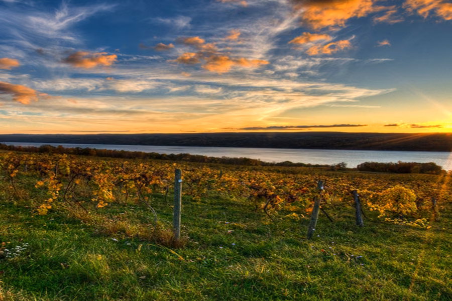 Sun setting over rows of vines and a lake at Atwater Estate Vineyards in the Finger Lakes