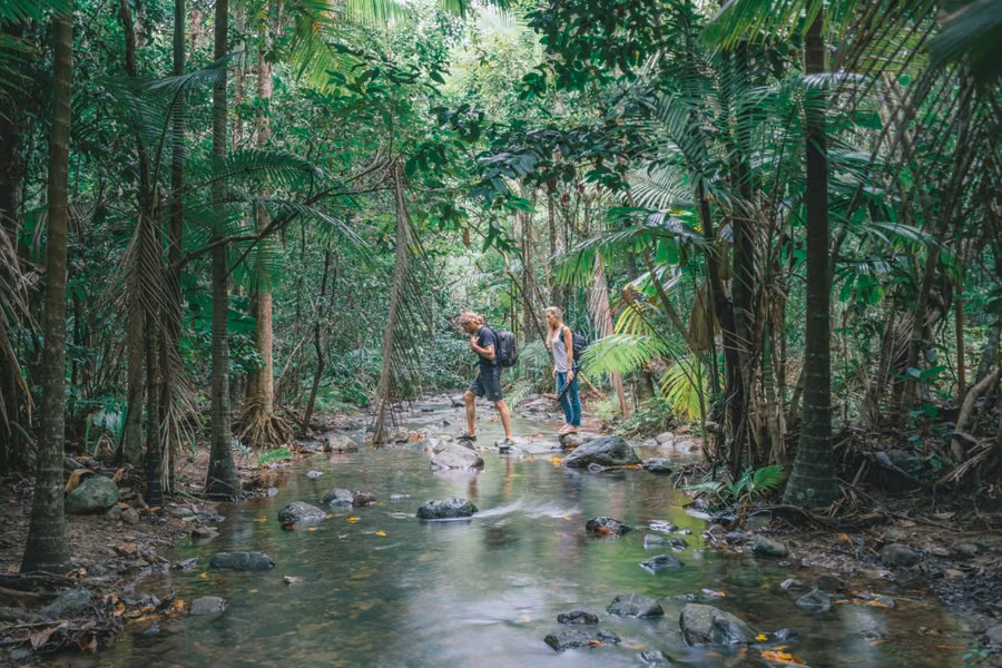 Two hikers crossing a shallow rocky creek through palms and dense rainforest in the Daintree