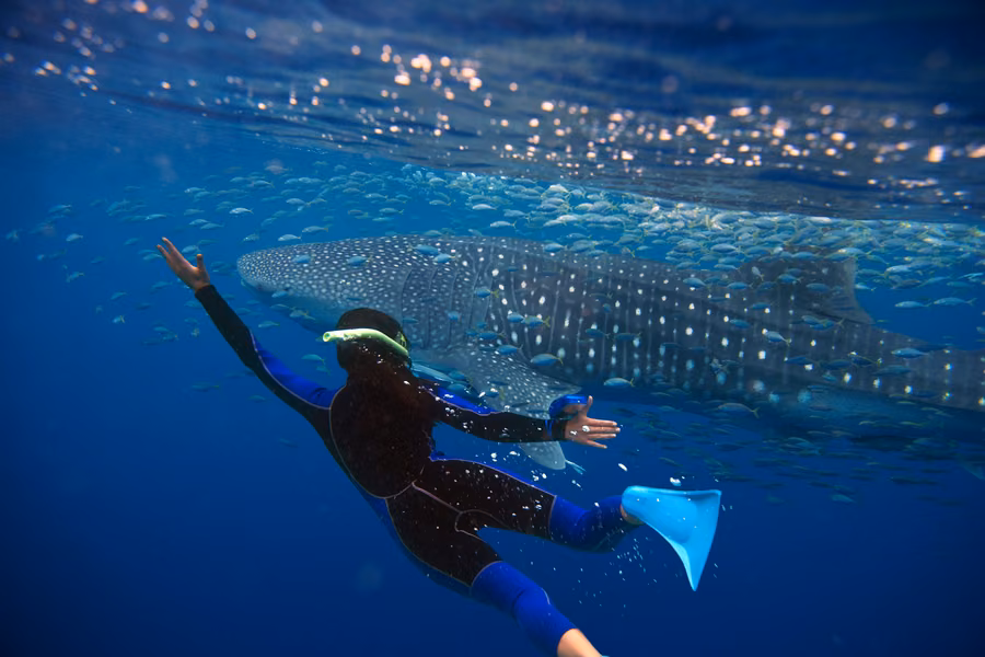 Snorkeller in a wetsuit swimming alongside a whale shark and a school of fish at Ningaloo Reef, Exmouth