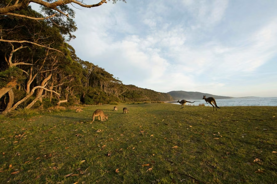 Eastern grey kangaroos grazing on a grassy clearing beside the beach and forested headland in Murramarang National Park