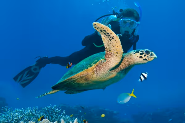 Great Barrier Reef - Cairns Attractions
