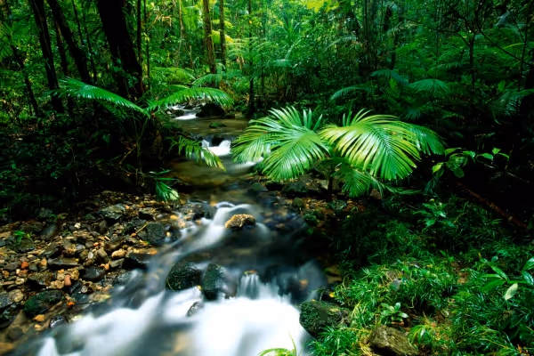 Daintree Forest - Cairns Attractions