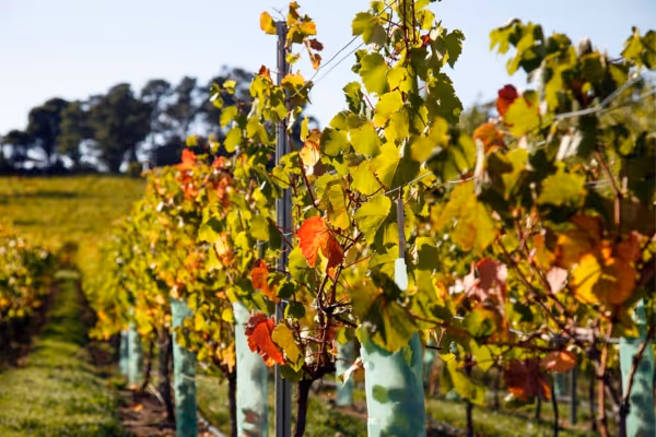 Tamar Valley Wine Route