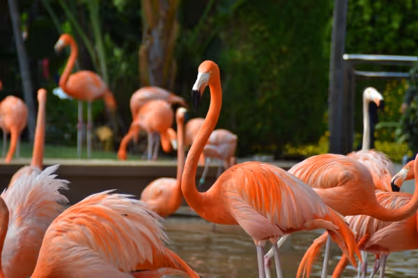 The San Diego Zoo