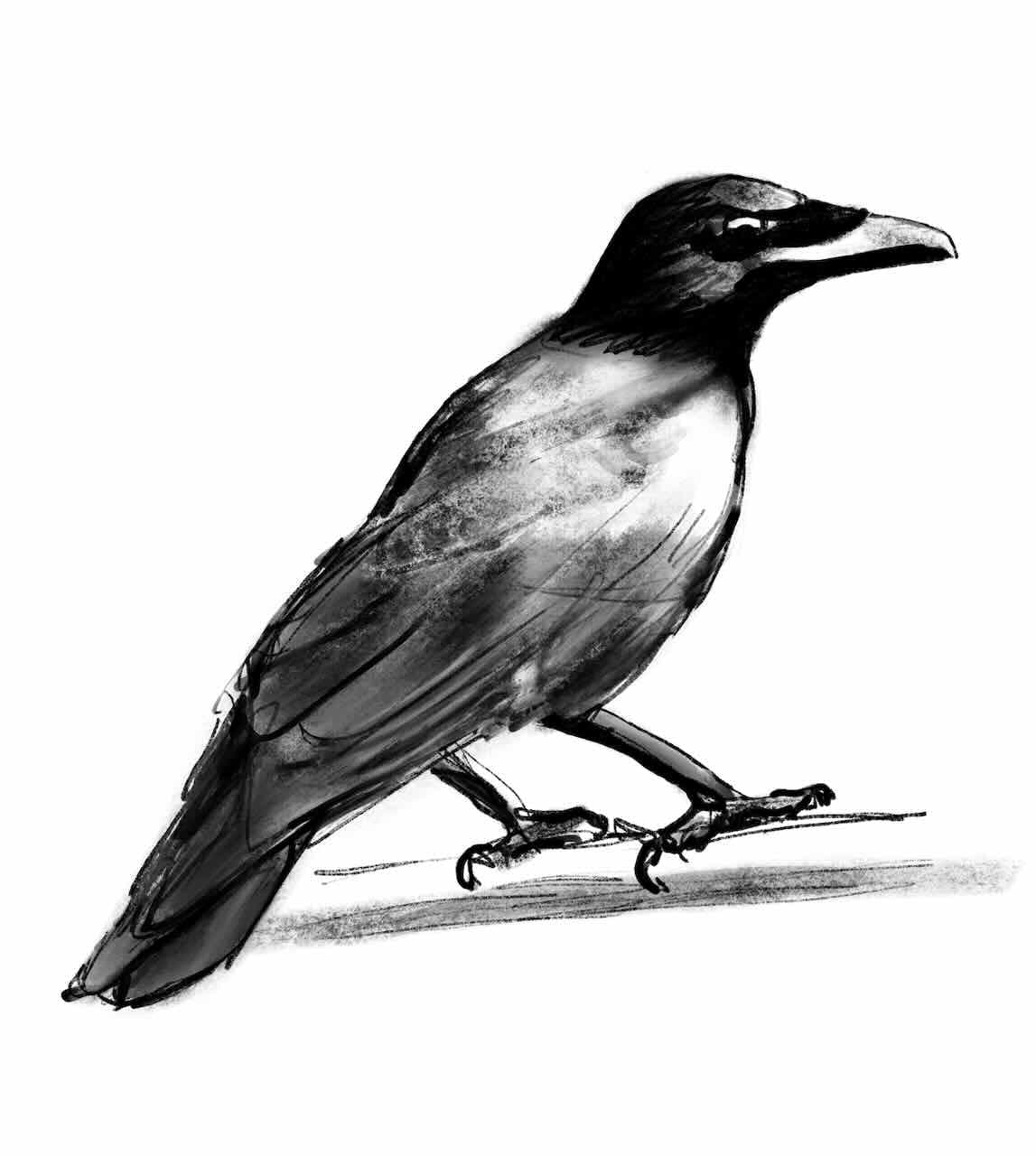 Procreate sketch of a crow