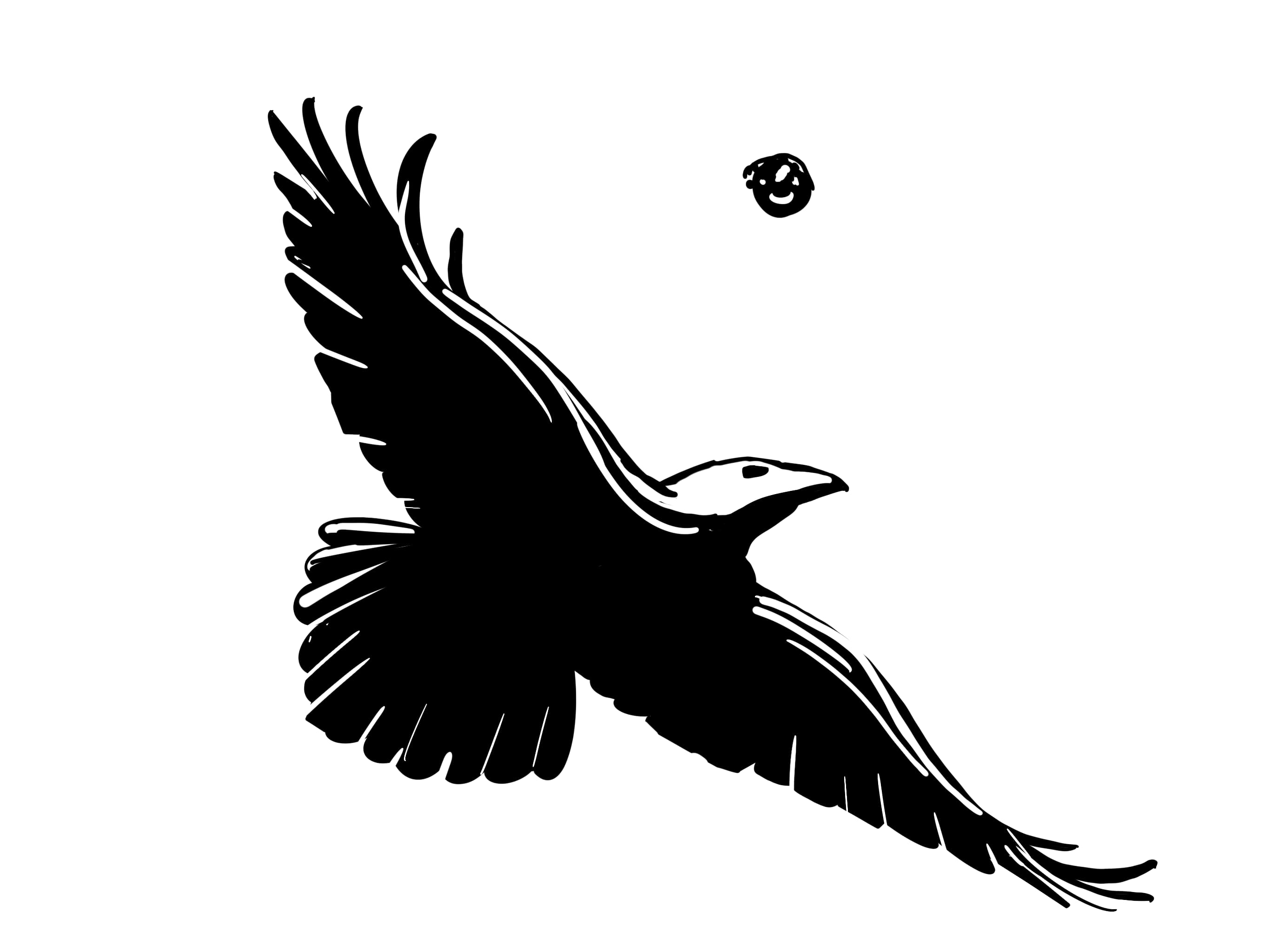 Procreate sketch of a crow in flight
