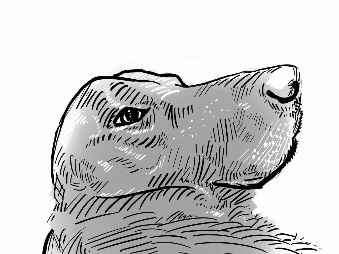Procreate sketch of a Labrador in a cartoony style