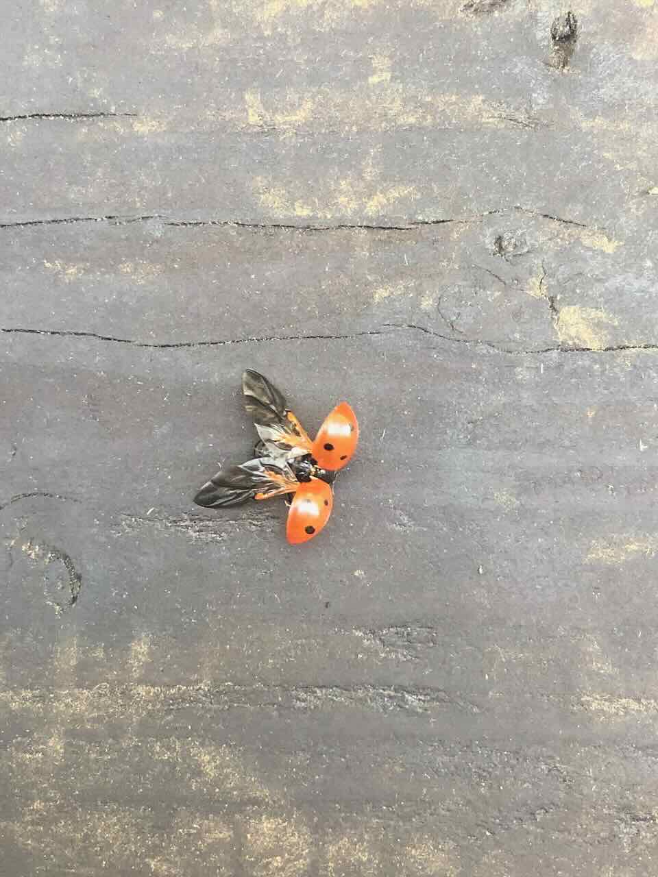 picture of a lady bug