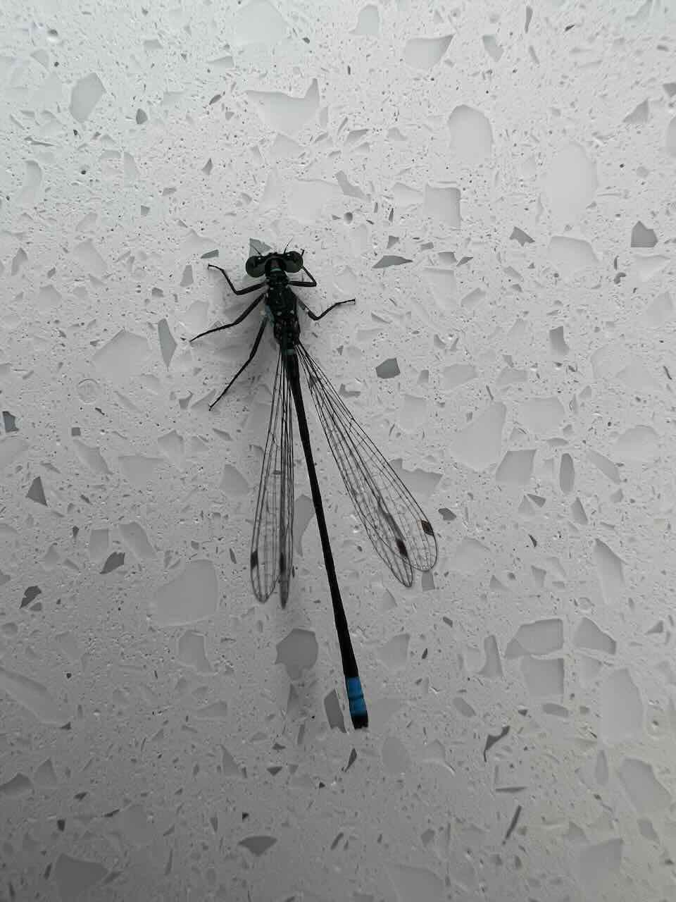 picture of a damselfly