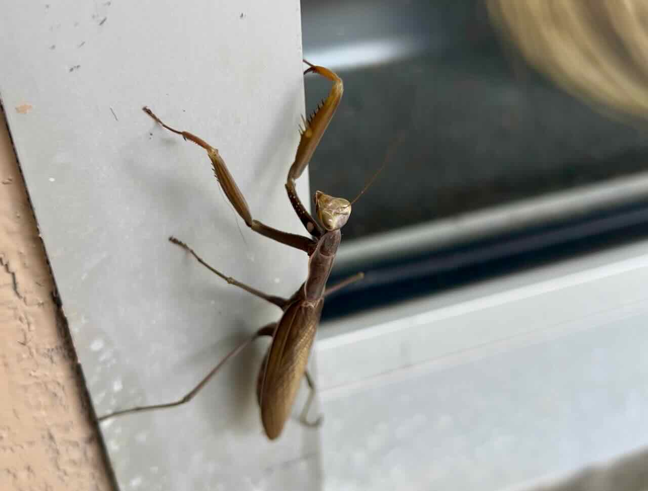 picture of a praying mantis