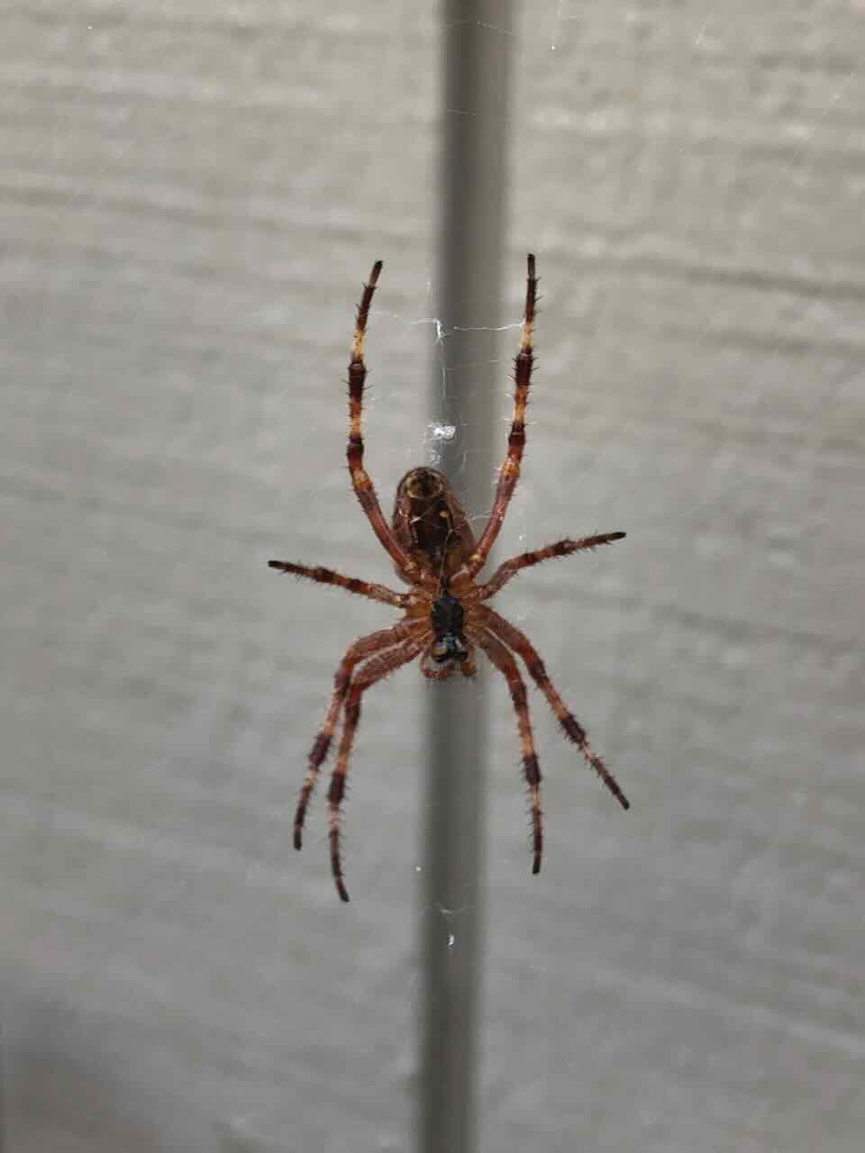picture of an orb-weaver spider