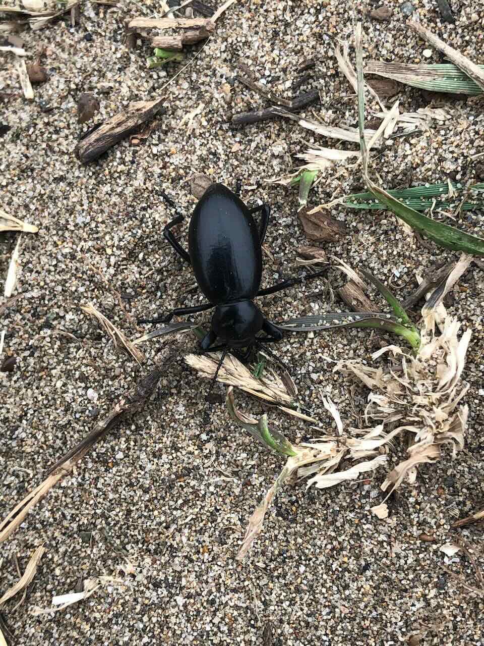 picture of a ground beetle