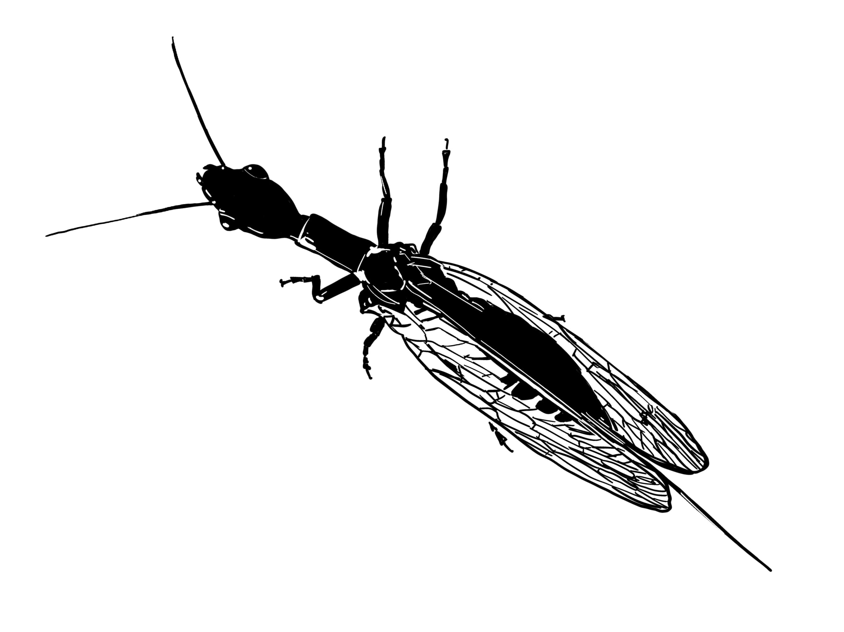 Procreate illustration of a snake fly