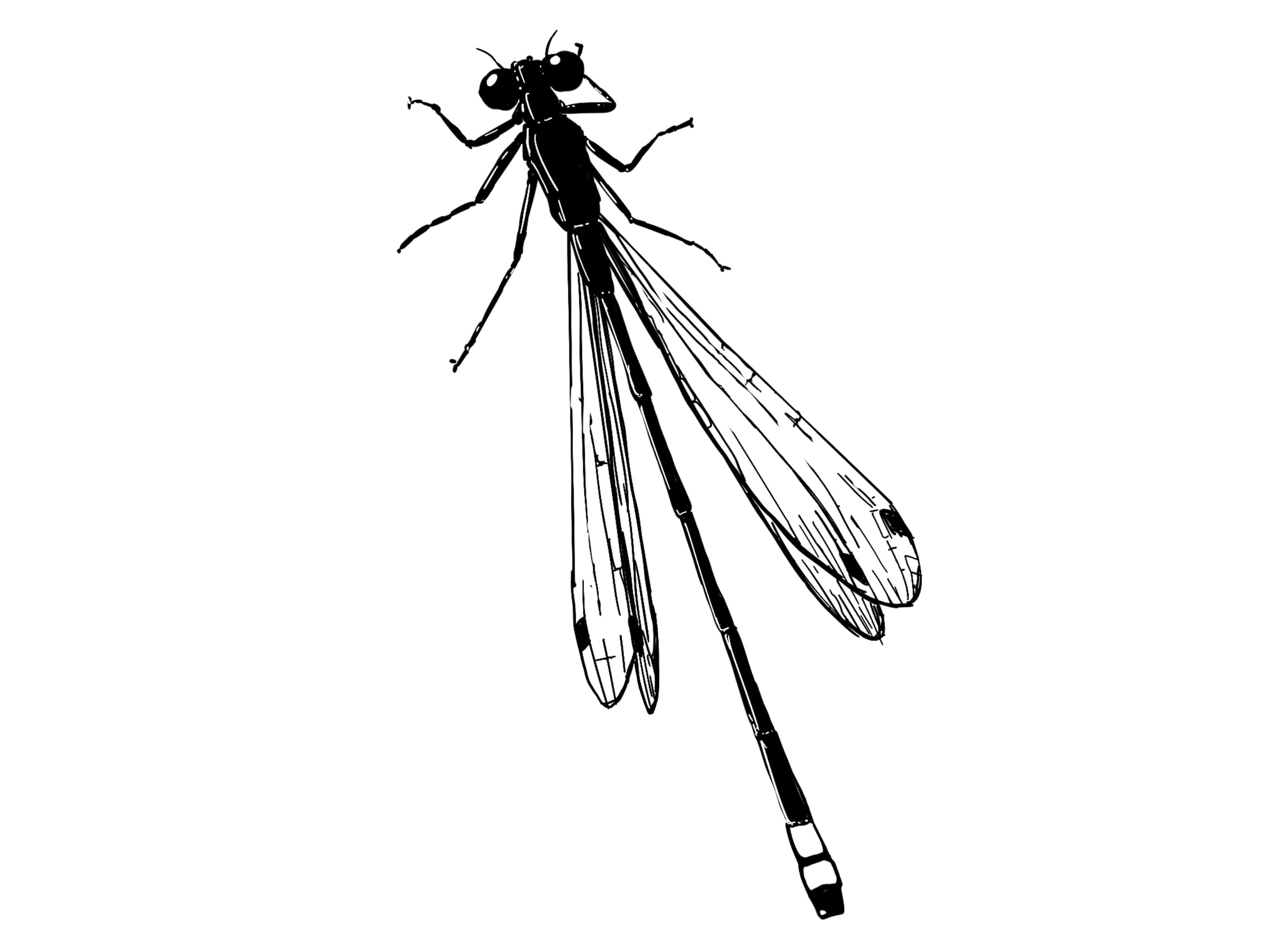Procreate illustration of a damsel fly