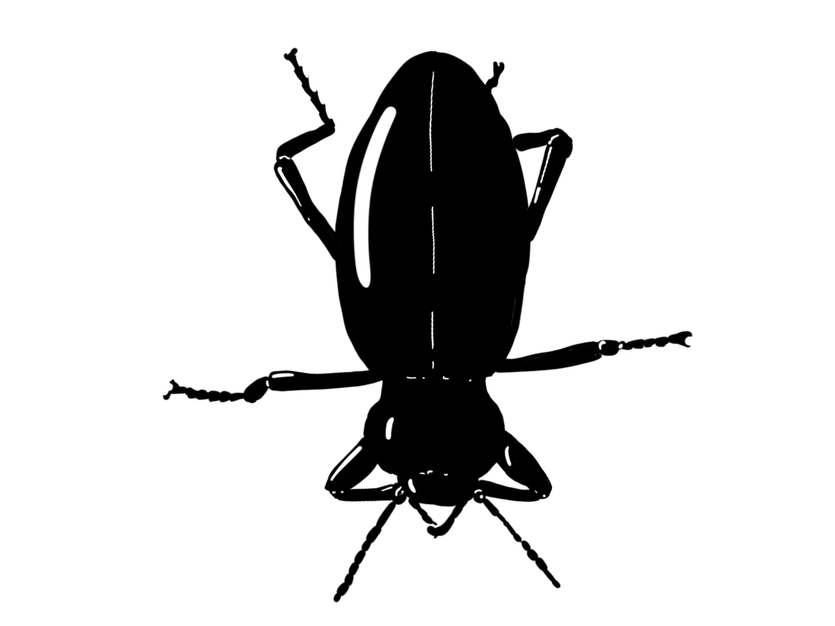 Procreate illustration of a ground beetle