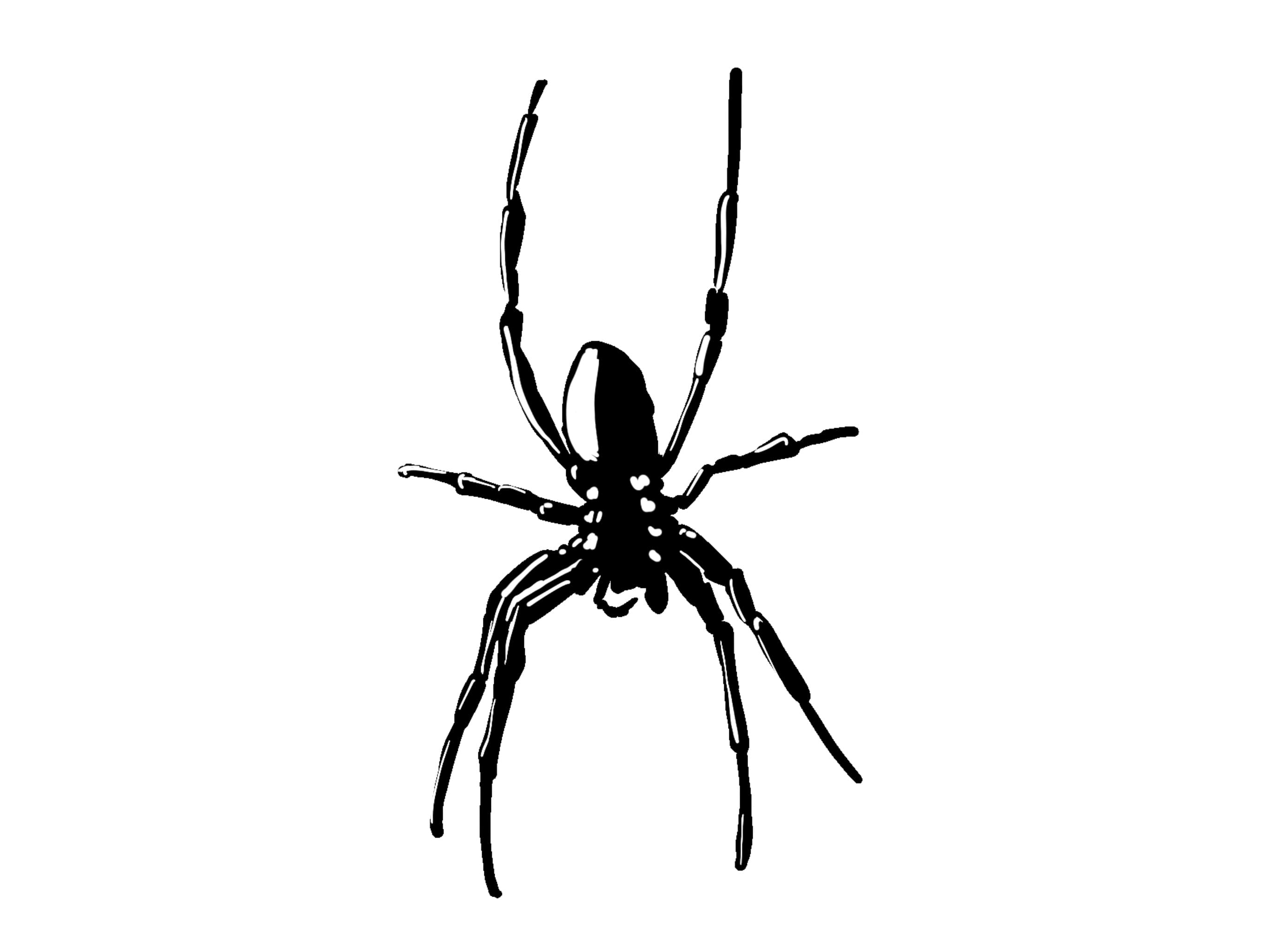 Procreate illustration of an orb-weaver spider