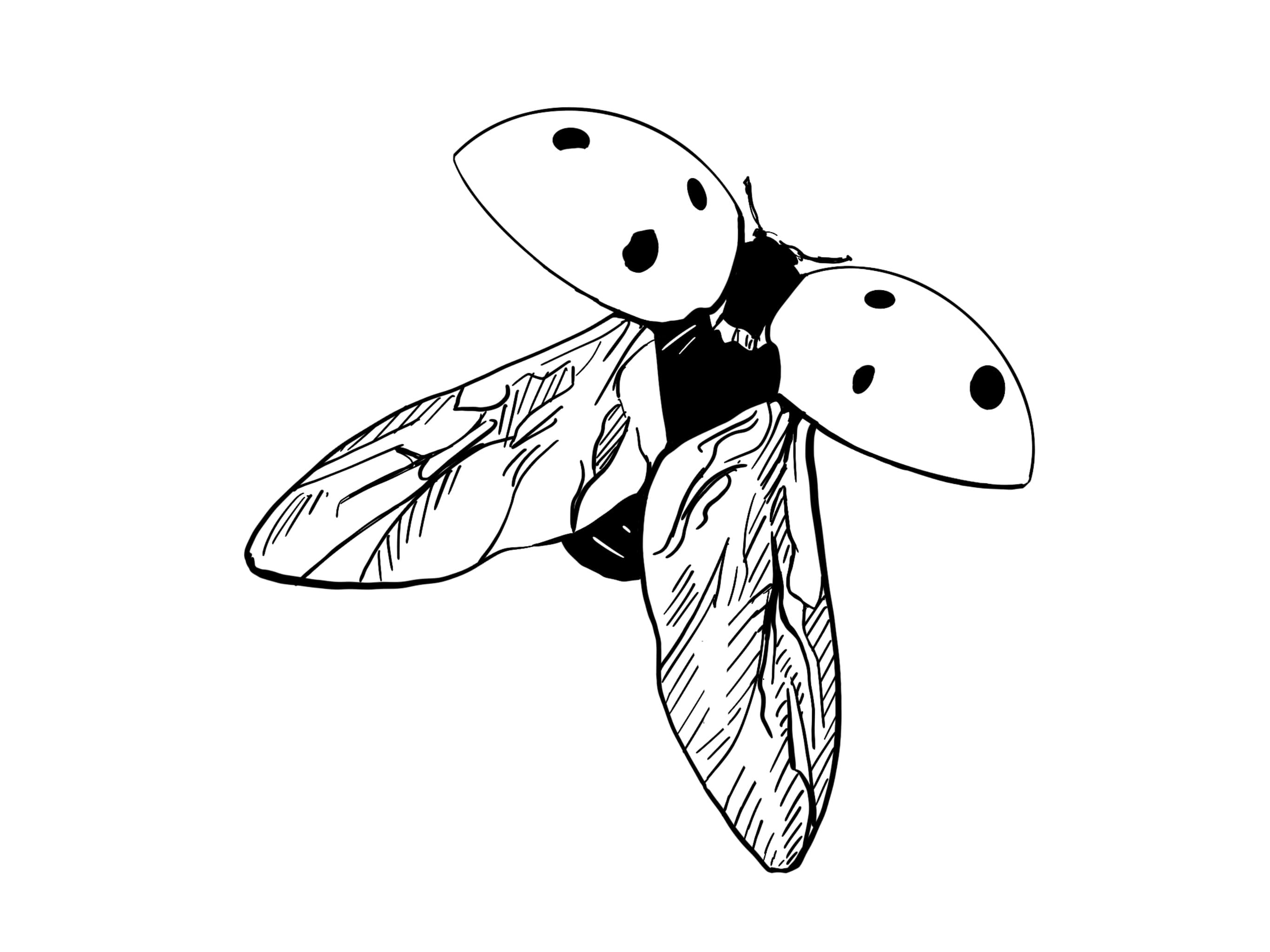 Procreate illustration of a lady bug