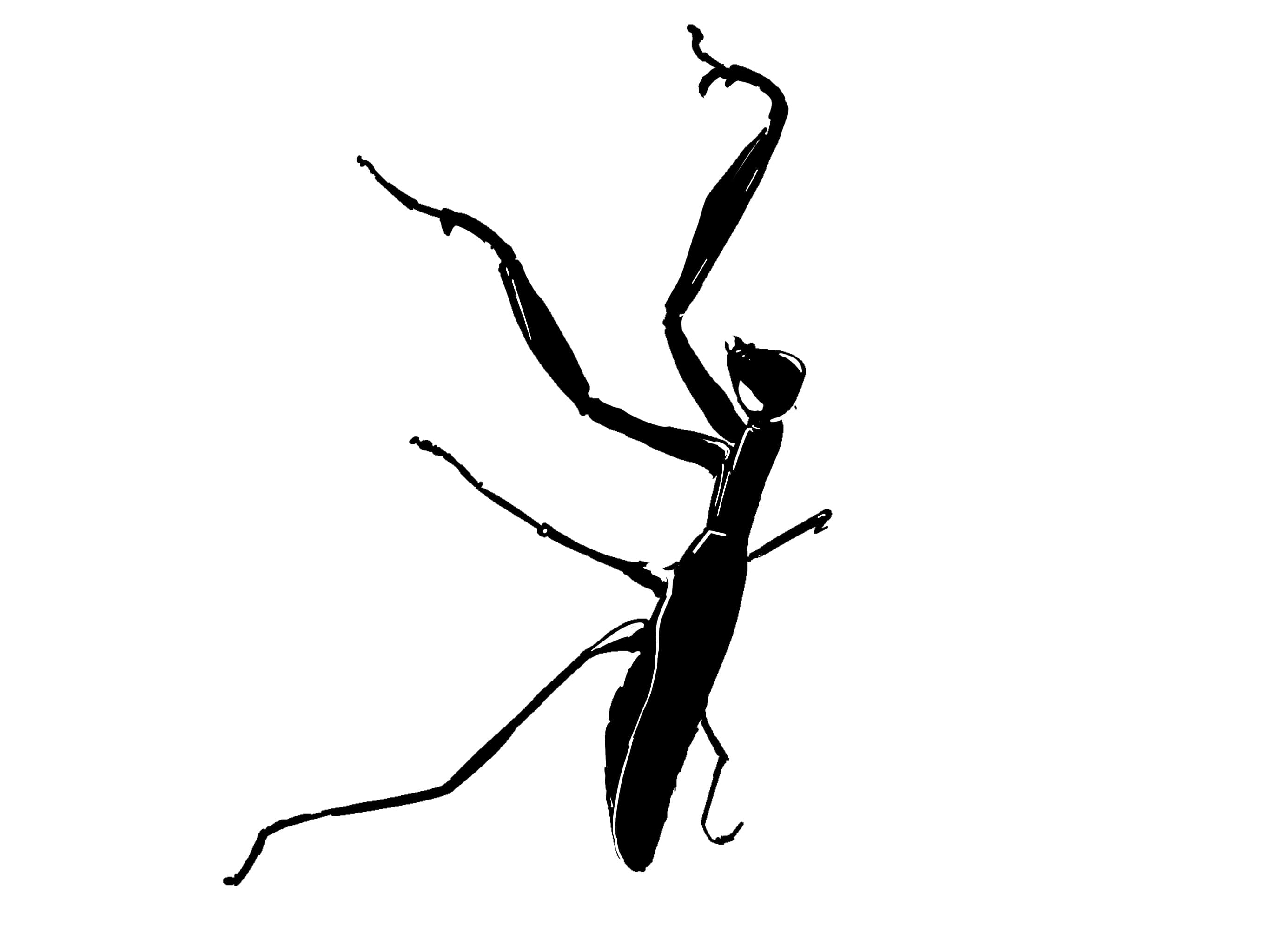 Procreate illustration of a praying mantis