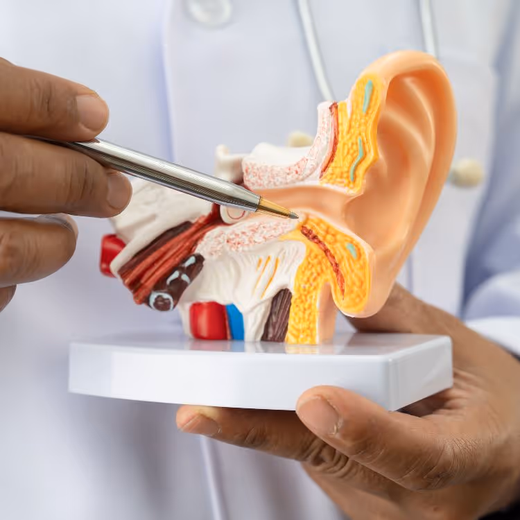 Model of a human ear held by hands, with a pen pointing to the ear canal.