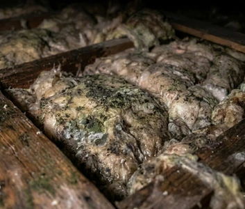 Moisissures sur la charpente et dans les combles d'une maison à Nice après des infiltrations d'eau en hiver.