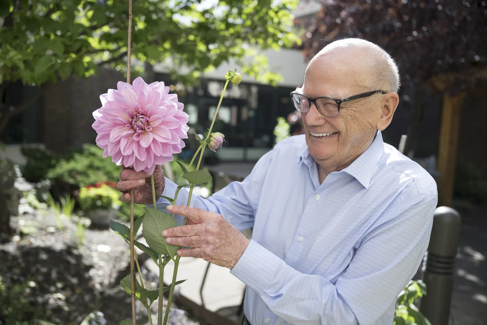 A resident smiles as he admires a large pink dahlia in the courtyard garden
