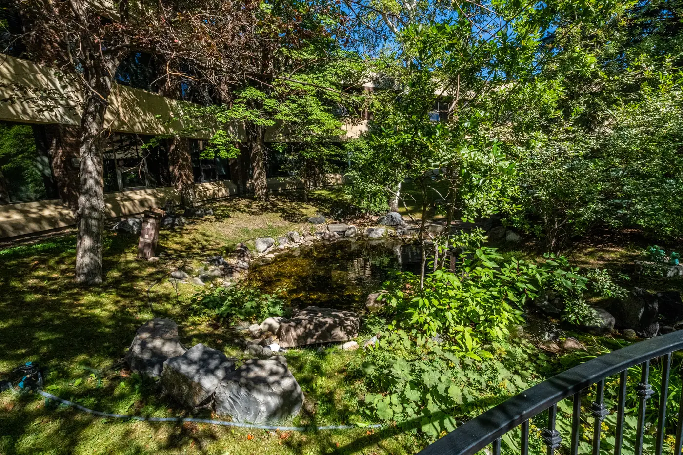 The courtyard pond garden at Trinity Lodge, with rocks, ferns and tall trees in summer