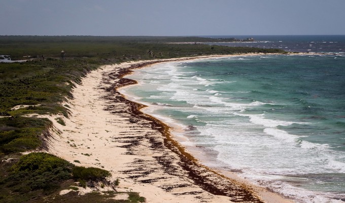 The Sargassum Question, and Why Tulum Is Finally Getting Ahead of It