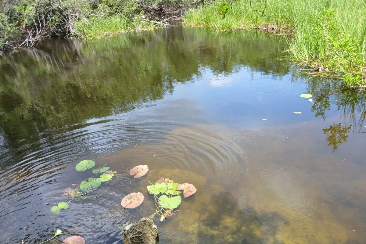 Natural Bio Reserve | Two Titled Parcels with Year Round Aguadas near El Cuyo
