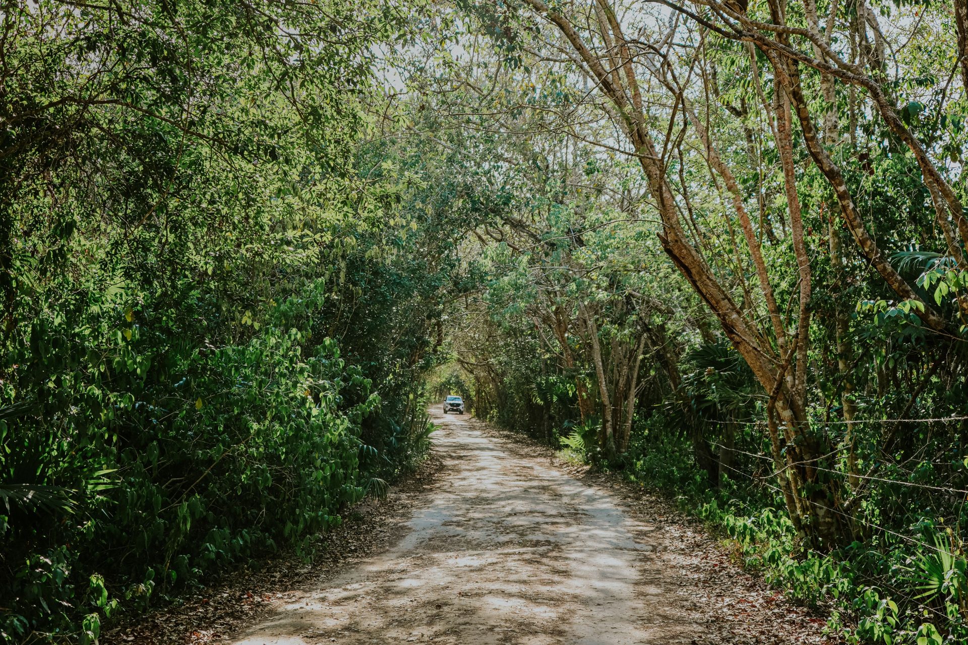 Unpaved track running through low jungle on undeveloped land near Tulum