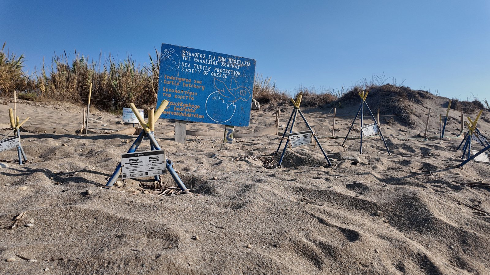 A roped and staked turtle nesting enclosure on a beach, with an information sign