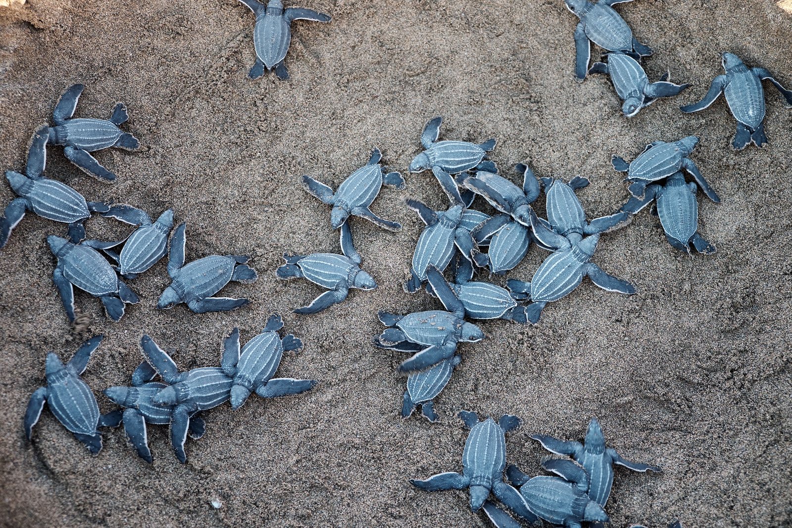 Dozens of newly emerged sea turtle hatchlings spread across the sand