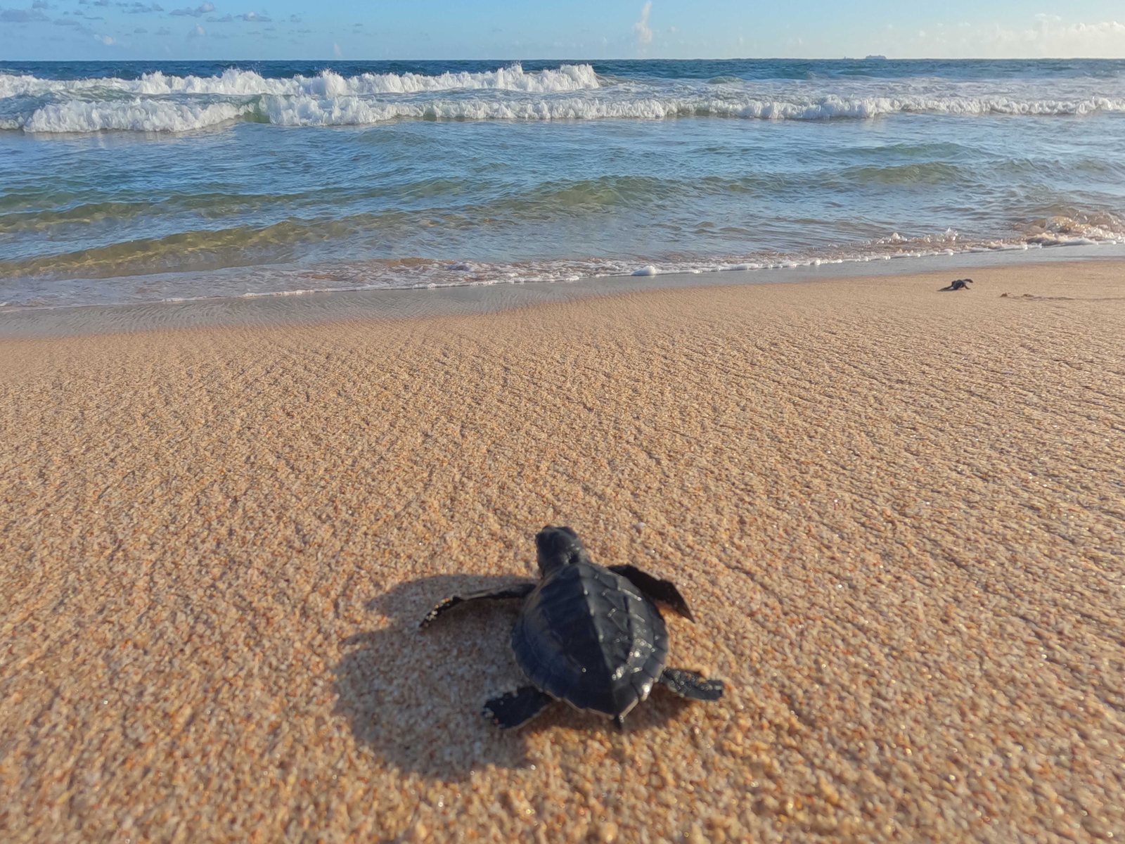 A sea turtle hatchling crossing wet sand towards the surf