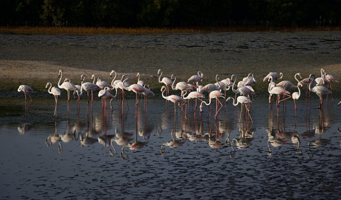 Nearly 8,000 Flamingo Chicks Hatched at Ria Lagartos This Season
