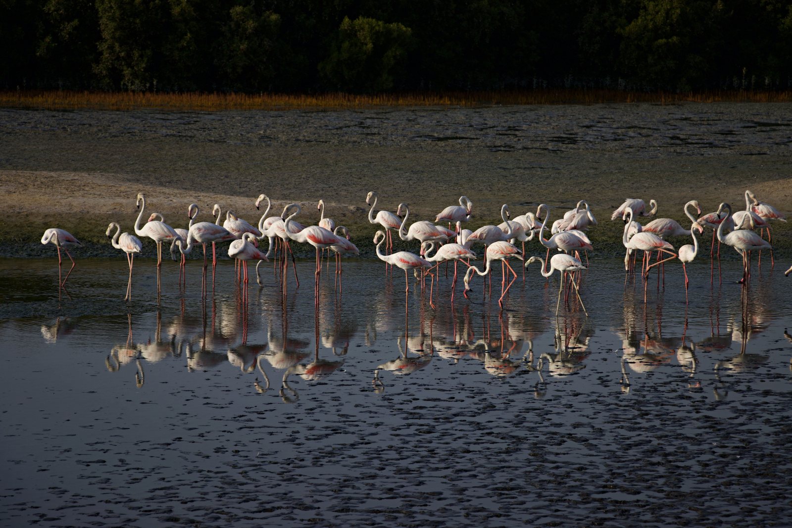A long line of flamingos wading through a shallow coastal lagoon at dusk