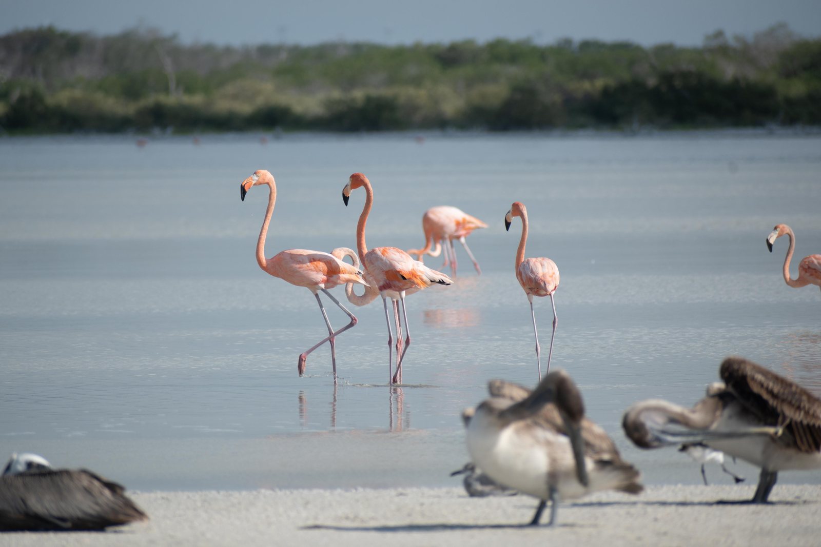 Adult flamingos standing over grey brown juveniles at the water's edge