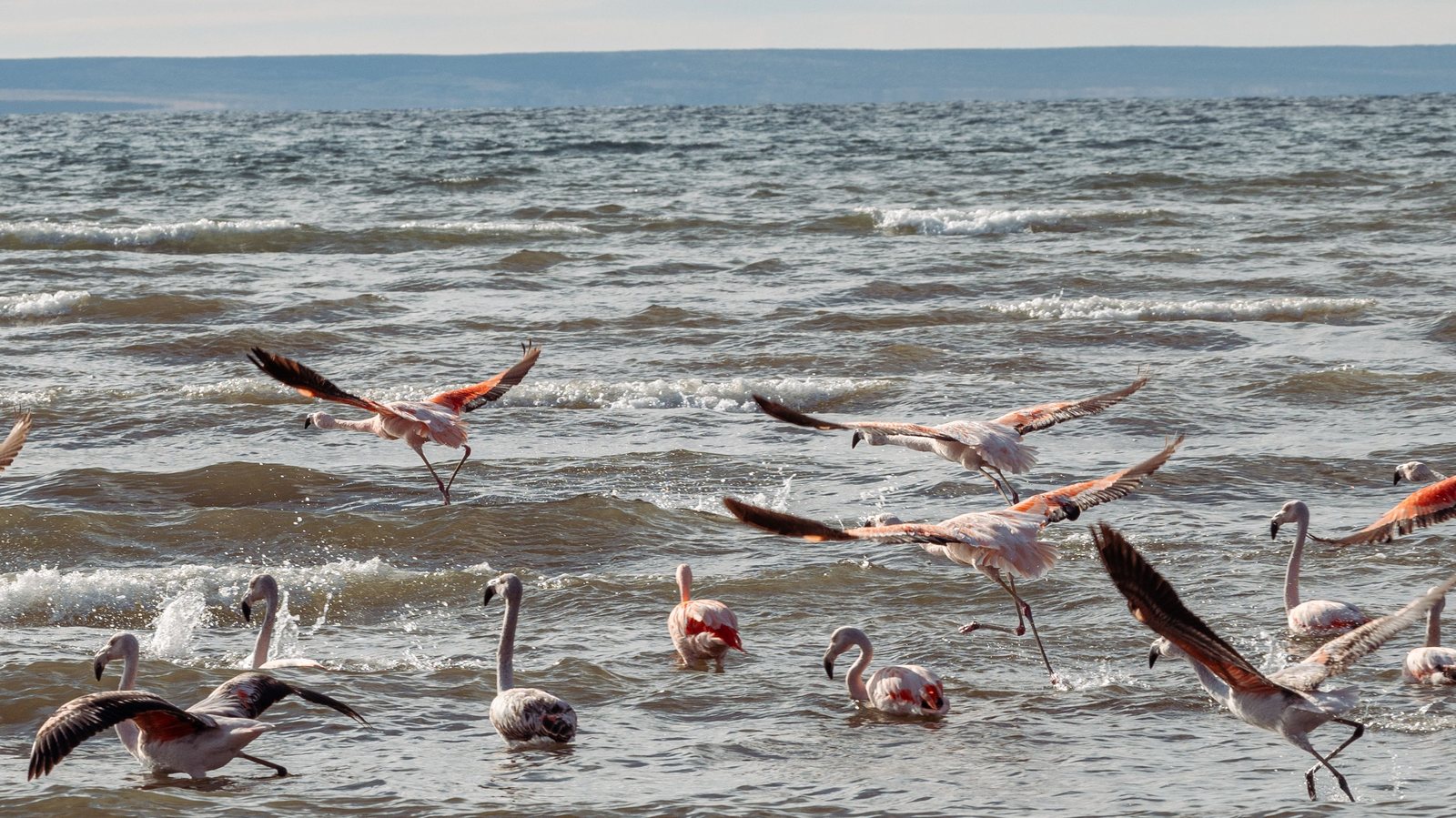 A flock of flamingos lifting off from shallow water