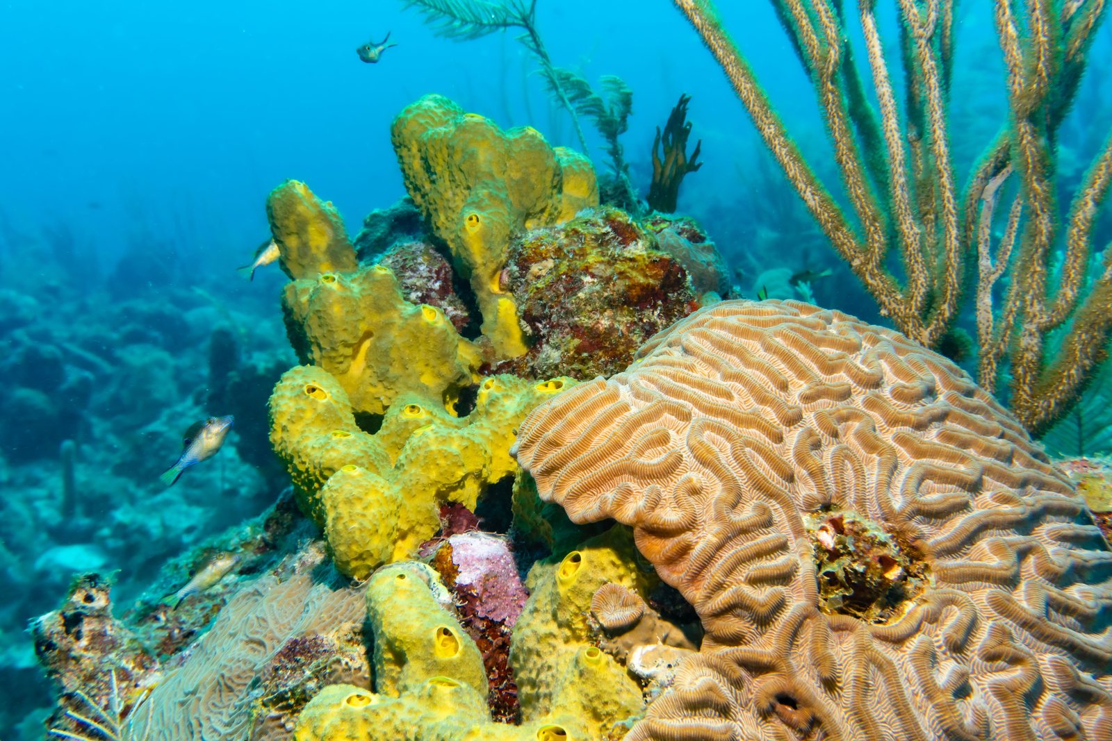 Brain coral and sponges on a shallow Caribbean reef