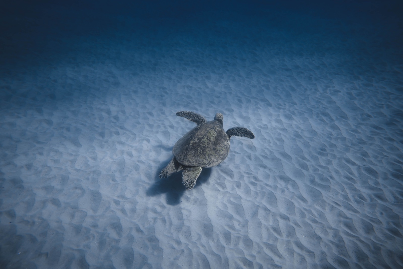 A green sea turtle gliding over pale sand in clear Caribbean water